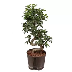 Бонсай Фикус Микрокарпа - Bonsai Ficus Ginseng D30 H75