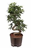 Бонсай Фикус Микрокарпа - Bonsai Ficus Ginseng D30 H75