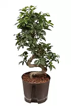 Бонсай Фикус Микрокарпа - Bonsai Ficus Ginseng D30 H75
