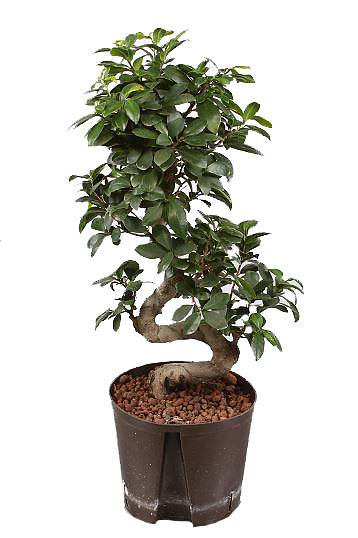 Бонсай Фикус Микрокарпа - Bonsai Ficus microcarpa D30 H75