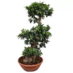 Бонсай Фикус Микрокарпа - Bonsai Ficus microcarpa D35 H140