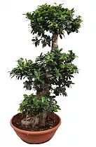 Бонсай Фикус Микрокарпа - Bonsai Ficus microcarpa D35 H140