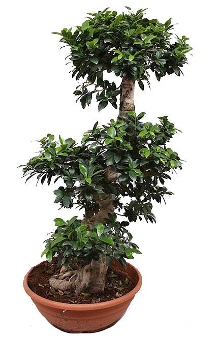 Бонсай Фикус Микрокарпа - Bonsai Ficus microcarpa D35 H140