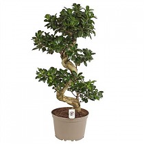 Бонсай Фикус Микрокарпа - Bonsai Ficus microcarpa D24 H80