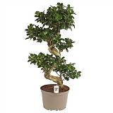 Бонсай Фикус Микрокарпа - Bonsai Ficus Ginseng D24 H80