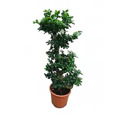 Бонсай Фикус Микрокарпа - Bonsai Ficus microcarpa D33 H120