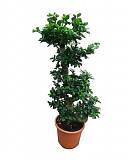 Бонсай Фикус Микрокарпа - Bonsai Ficus microcarpa D33 H120