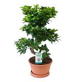 Бонсай Фикус Микрокарпа - Bonsai Ficus Ginseng D27 H70