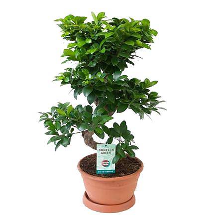 Бонсай Фикус Микрокарпа - Bonsai Ficus Ginseng D27 H70
