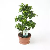 Бонсай Фикус Микрокарпа - Bonsai Ficus Ginseng D23 H65