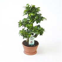 Бонсай Фикус Микрокарпа - Bonsai Ficus microcarpa D23 H65