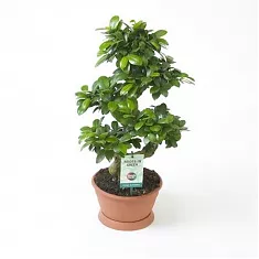 Бонсай Фикус Микрокарпа - Bonsai Ficus Ginseng D23 H65