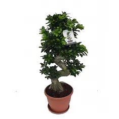 Бонсай Фикус Микрокарпа - Bonsai Ficus microcarpa D35 H105