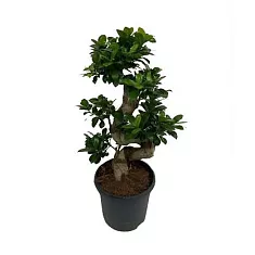 Бонсай Фикус Микрокарпа - Bonsai Ficus Ginseng D22 H60