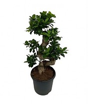 Бонсай Фикус Микрокарпа - Bonsai Ficus microcarpa D22 H60
