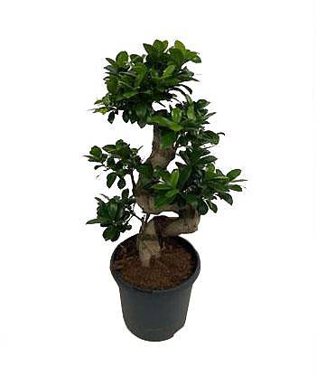 Бонсай Фикус Микрокарпа - Bonsai Ficus Ginseng D22 H60
