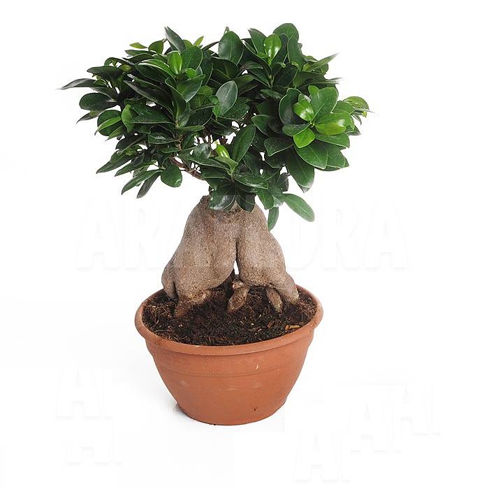 Бонсай Фикус Микрокарпа - Bonsai Ficus Ginseng D10 H20