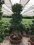 Бонсай Фикус Микрокарпа - Bonsai Ficus microcarpa D80 H210