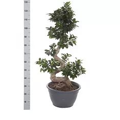 Бонсай Фикус Микрокарпа с закрученным стволом - Bonsai Ficus microcarpa D45 H140