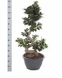 Бонсай Фикус Микрокарпа с закрученным стволом - Bonsai Ficus microcarpa D45 H140