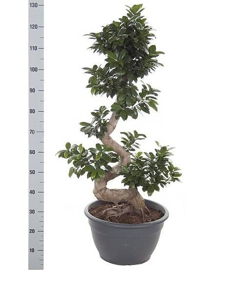 Бонсай Фикус Микрокарпа с закрученным стволом - Bonsai Ficus microcarpa D45 H140