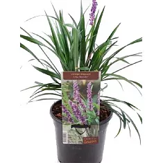 Лириопе - Liriope D12 H20
