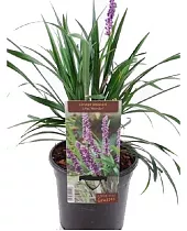 Лириопе - Liriope D12 H20