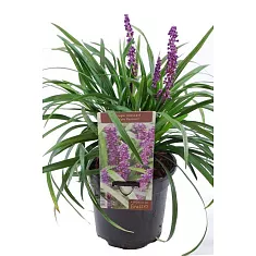 Лириопе - Liriope D15 H30