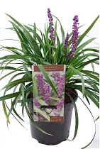 Лириопе - Liriope D15 H30