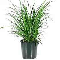 Лириопе - Liriope D14 H30