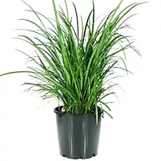 Лириопе - Liriope D14 H30