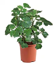 Полисциас метельчатый - Polyscias paniculata D17 H50