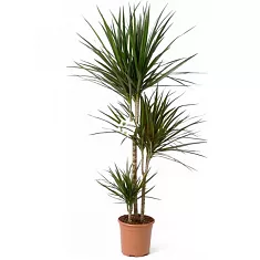 Драцена Маргината карусель - Marginata magenta D20 H120