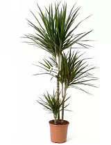 Драцена Маргината карусель - Marginata magenta D20 H120