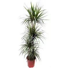 Драцена Маргината Биколор карусель - Marginata magenta D30 H150