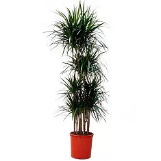 Драцена Маргината карусель - Marginata magenta D30 H160