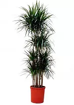 Драцена Маргината карусель - Marginata magenta D30 H160