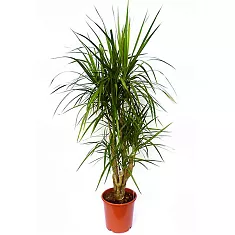 Драцена Маргината Биколор - Marginata magenta D22 H110