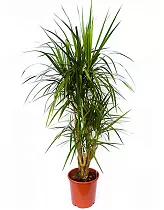 Драцена Маргината Биколор - Marginata magenta D22 H110