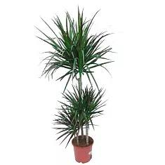 Драцена Маргината карусель - Marginata magenta D28 H140