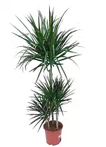 Драцена Маргината карусель - Marginata magenta D28 H140