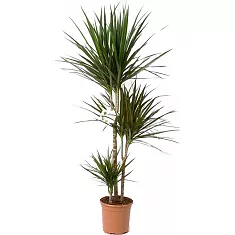 Драцена Маргината карусель - Marginata magenta D30 H125