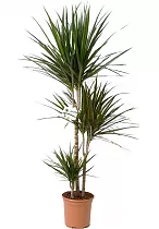 Драцена Маргината карусель - Marginata magenta D30 H125