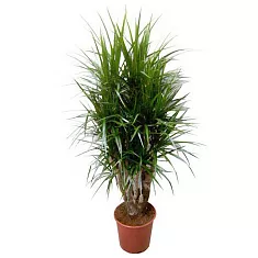 Драцена Маргината Биколор - Marginata magenta D30 H140