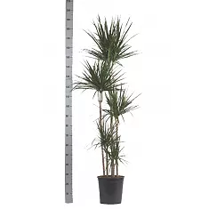 Драцена Маргината Биколор - Marginata magenta D38 H200