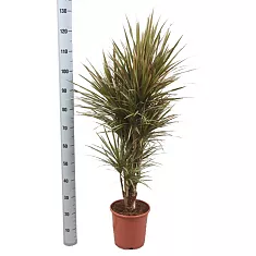 Драцена Маргината Биколор - Marginata magenta D25 H120