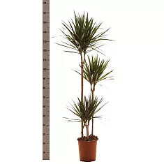 Драцена Маргината - Marginata magenta D30 H160