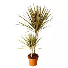 Драцена Маргината Биколор - Marginata magenta D12 H35