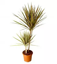 Драцена Маргината Биколор - Marginata magenta D12 H35