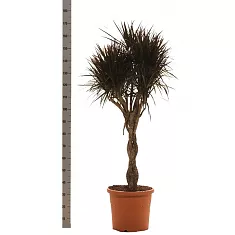 Драцена Маргината Маджента косичка - Marginata magenta D40 H170